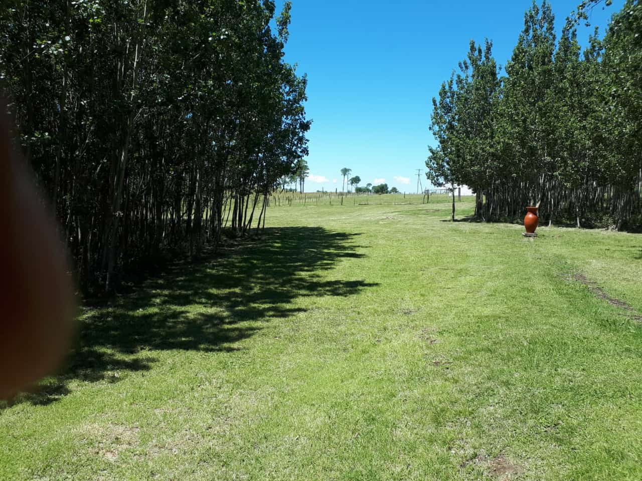 Sendero arbolado dentro del parque de Cabañas Leon