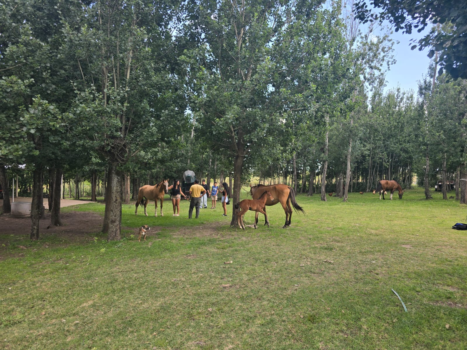 Caballos y visitantes en el parque de Cabañas Leon