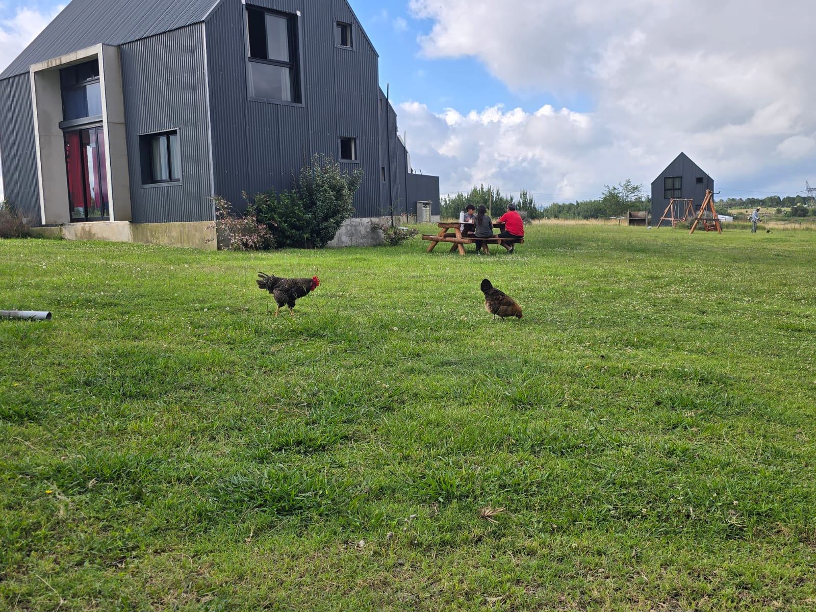 Gallinas en el parque de Cabañas Leon con una cabaña de fondo